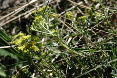 Odontarrhena tortuosa