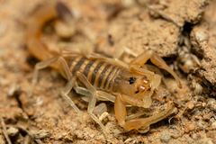 Uroplectes gracilior