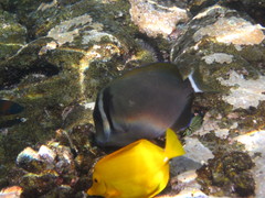 Acanthurus leucopareius