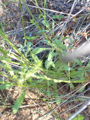 Manulea obovata