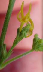 Manulea obovata