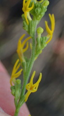 Manulea obovata