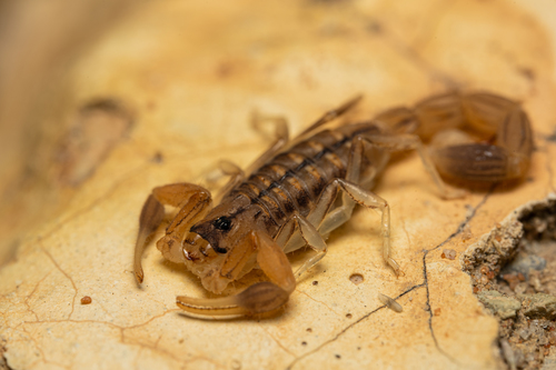 Common Lesser-Thicktail Scorpion