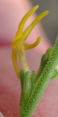 Manulea obovata
