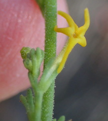 Manulea obovata