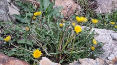 Taraxacum officinale
