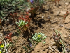 Alyssum umbellatum