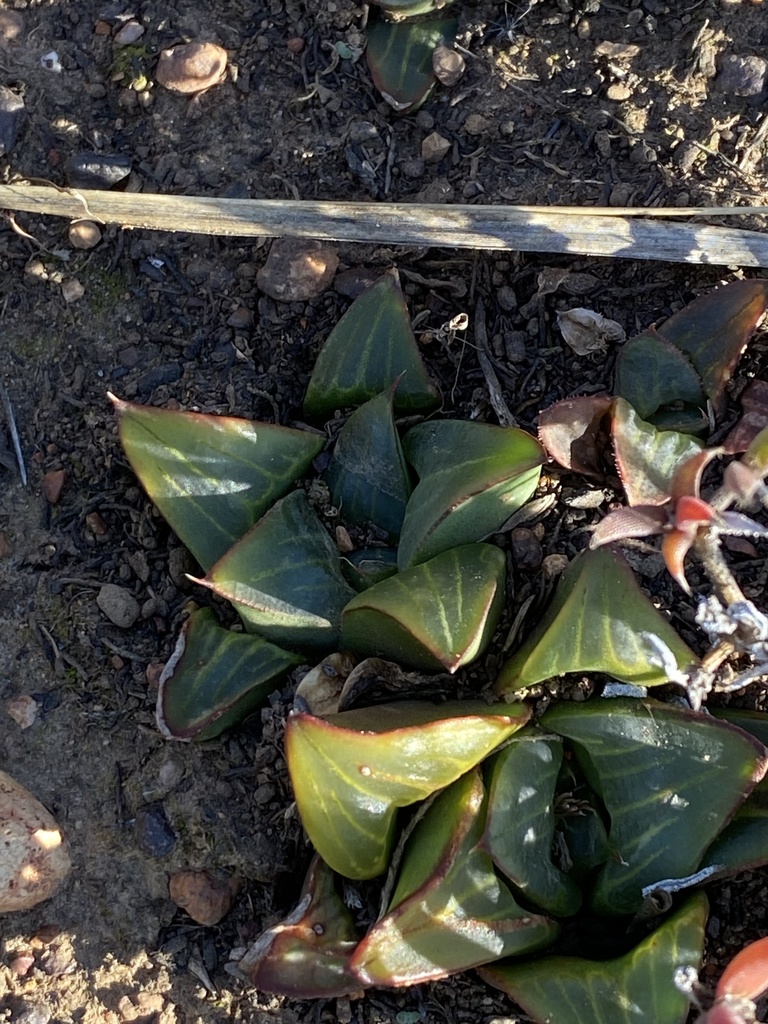 Haworthia retusa, Riversdale, Riversdale, WC, ZA
