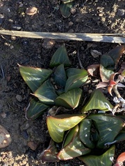 Haworthia retusa