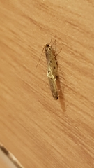 Limnaecia phragmitella