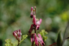 Fumaria kralikii