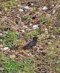 Turdus merula
