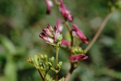 Fumaria kralikii