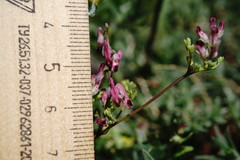 Fumaria kralikii