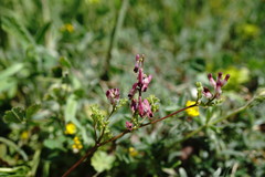 Fumaria kralikii