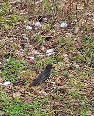 Turdus merula
