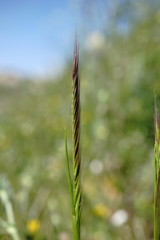 Festuca ambigua