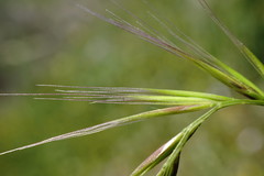 Festuca ambigua