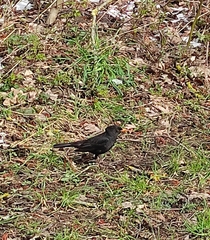Turdus merula