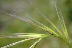 Festuca ambigua