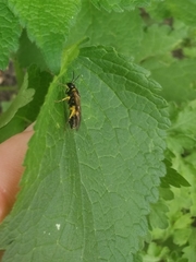 Tenthredo talyshensis