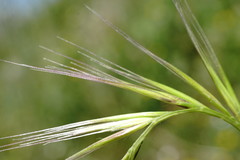 Festuca ambigua