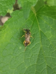 Tenthredo talyshensis
