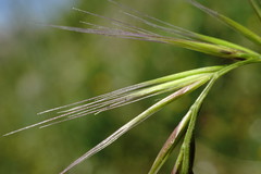 Festuca ambigua