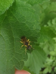 Tenthredo talyshensis