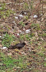 Turdus merula