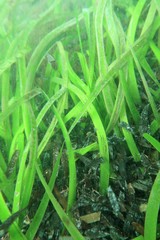 Posidonia australis
