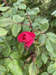 Rosa