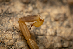 Uroplectes