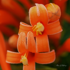 Pyrostegia