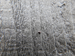 Sticholotis ruficeps