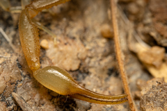 Uroplectes