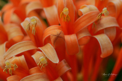 Pyrostegia