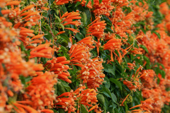 Pyrostegia