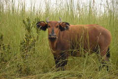 Syncerus caffer nanus