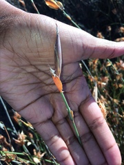 Willdenowia incurvata