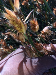 Willdenowia incurvata