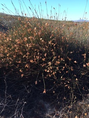 Willdenowia incurvata