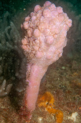 Halisarca australiensis