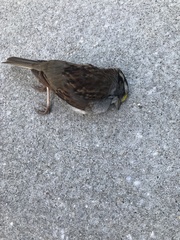 Zonotrichia albicollis