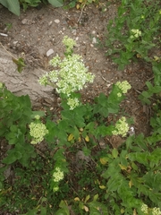 Lepidium draba