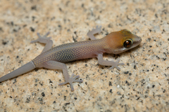 Pachydactylus atorquatus