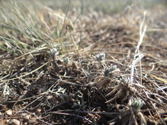 Ptilotrichum canescens