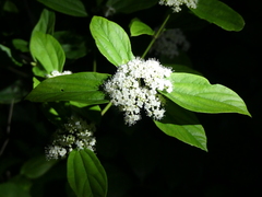 Viburnum sempervirens
