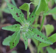 Euphorbia cuphosperma