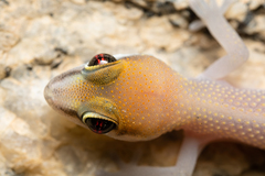 Pachydactylus atorquatus